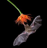 Pallas's long-tongued bat (Glossophaga soricina), approaching a flower at night, eats Nectar, Costa Rica, Central America