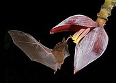 Pallas's long-tongued bat (Glossophaga soricina), approaching a banana blossom at night, eats Nectar, Costa Rica, Central America