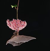Glossophage de Pallas (Glossophaga soricina) prélevant le nectar d'une fleur de Hoya en vol nocturne, Costa Rica