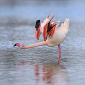 Greater flamingo (Phoenicopterus roseus), adult, courtship display, Camargue, Southern France, France, Europe
