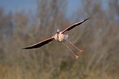 Greater flamingo (Phoenicopterus roseus) landing, Camargue, Southern France, France, Europe
