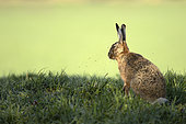European Hare (Lepus europaeus) in a meadow, canton of Fribourg, Switzerland.