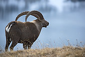 Ibex (Capra ibex) mâle near a lake, Valais Alps, Switzerland.