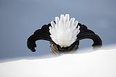 Tétras lyre (Lyrurus tetrix) mâle sur la neige en parade dans préalpes Suisse.