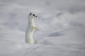 Ermine (Mustela erminea) in winter coat, in the snow, Vaud, Switzerland.