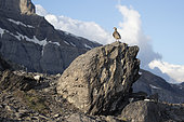 Rock Partridge (Alectoris graeca) on a rock, canton of Vaud, Swiss Alps.