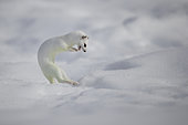 Ermine (Mustela erminea) in winter coat, hunting in the snow, Vaud, Switzerland.