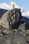 Rock Partridge (Alectoris graeca) on a rock, canton of Vaud, Swiss Alps.