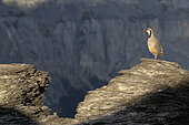 Rock Partridge (Alectoris graeca) on a rock, canton of Vaud, Swiss Alps.