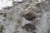 Water Rail (Rallus aquaticus) walking in the water, Lake Neuchâtel, Switzerland.