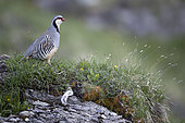 Rock Partridge (Alectoris graeca), canton of Vaud, Swiss Alps.