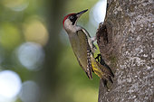 Green Woodpecker (Picus viridis) female at the nest. Canton of Vaud. Switzerland
