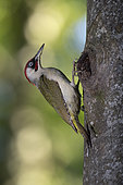 Green Woodpecker (Picus viridis) male at the nest. Canton of Vaud. Switzerland