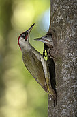 Green Woodpecker (Picus viridis) male at the nest with young. Canton of Vaud. Switzerland