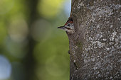 Green Woodpecker (Picus viridis) young at the nest with young. Canton of Vaud. Switzerland