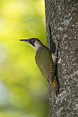 Green Woodpecker (Picus viridis) female at the nest. Canton of Vaud. Switzerland