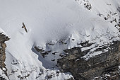 Lammergeier (Gypaetus barbatus) in flight in the Valais Alps, Switzerland.