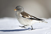 White-winged Snowfinch (Montifringilla nivalis) walking in the snow in the Valais Alps, Switzerland.