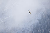 Gypaète barbu (Gypaetus barbatus) en vol dans les alpes valaisannes, Suisse.