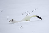 Ermine (Mustela erminea) in winter coat, in the snow, Vaud, Switzerland.