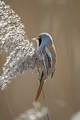 Bearded reedling (Panurus biarmicus) male in a reedbed on Lake Neuchâtel, Switzerland.