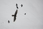 Alpine Chough (Pyrrhocorax graculus) and Lammergeier (Gypaetus barbatus) in flight in the Valais Alps, Switzerland.