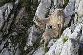 Alpine Ibex (Capra ibex), female and her young, Valais, Switzerland