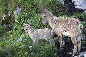 Alpine Ibex (Capra ibex), female and her young, Valais, Switzerland