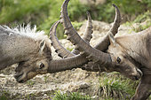 Alpine ibex (Capra ibex), males fighting, Valais, Switzerland.
