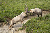 Alpine ibex (Capra ibex), males fighting, Valais, Switzerland.