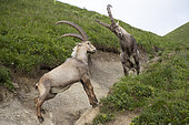 Alpine ibex (Capra ibex), males fighting, Valais, Switzerland.