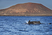 Pilot whale (Globicephala macrorhynchus) sailing off Punta Rasca, southwest Tenerife, Canary Islands.