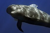 Pilot whale (Globicephala macrorhynchus). Tenerife, Canary Islands.