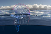 Portuguese man o' war (Physalia physalis). It is a stinging species. Tenerife, Canary Islands.