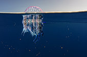 Portuguese man o' war (Physalia physalis). It is a stinging species. Tenerife, Canary Islands.