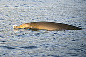 Blainville's beaked whale (Mesoplodon densirostris). Punta Rasca, southwest area of ​​the island of Tenerife. The presence of yellow patches, caused by the presence of microalgae, is common on both sides of the head and on the dorsal fin. They only have two teeth (fangs), but they can only be seen in adult males, protruding from the jaw on both sides (in this case it is a female and they do not appear). Cetaceans of the Canary Islands.