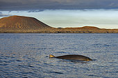 Blainville's beaked whale (Mesoplodon densirostris). Punta Rasca, southwest area of ​​the island of Tenerife. The presence of yellow patches, caused by the presence of microalgae, is common on both sides of the head and on the dorsal fin. They only have two teeth (fangs), but they can only be seen in adult males, protruding from the jaw on both sides (in this case it is a female and they do not appear). Cetaceans of the Canary Islands.