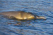 Blainville's beaked whale (Mesoplodon densirostris). Punta Rasca, southwest area of ​​the island of Tenerife. The presence of yellow patches, caused by the presence of microalgae, is common on both sides of the head and on the dorsal fin. They only have two teeth (fangs), but they can only be seen in adult males, protruding from the jaw on both sides (in this case it is a female and they do not appear). Cetaceans of the Canary Islands.
