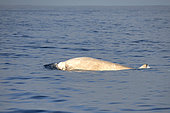 Cuvier's beaked whale (Ziphius cavirostris), Tenerife. Cetaceans of the Canary Islands.