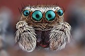 Close-up of a Jumping spider (Salticidae) with their big characteristic main eyes
