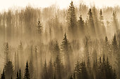 Boreal forest and mist at sunrise, Gaspesie national park, Quebec, Canada