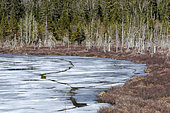 Thaw lake in spring, La Mauricie national Park,Quebec, Canada
