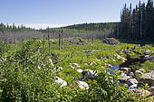 Abandoned North American beaver pond with growing vegetation. ZEC Fremont Quebec Canada