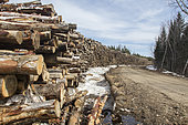 Pile of logs along a forest road. Saint Mathieu du Parc, Québec, Canada