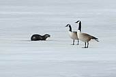 North American river otter (Lontra canadensis) facing Canada geese (Branta canadensis) standing on a frozen lake. La Mauricie national park, Quebec, Canada