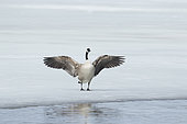 Canada goose (Branta canadensis) flapping wings on a frozen lake, La Mauricie national park, Quebec, Canada