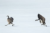 Canada geese (Branta canadensis) standing on a frozen lake, one goose with agressive display chasing another goose. La Mauricie national park, Quebec, Canada
