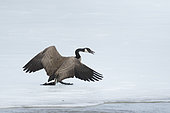 Canada goose (Branta canadensis) standing on a frozen lake with agressive display, chasing other goose. La Mauricie national park, Quebec, Canada