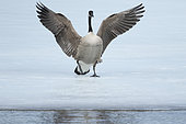 Canada goose (Branta canadensis) landing on a frozen lake, La Mauricie national park, Quebec, Canada
