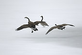 Canada geese (Branta canadensis) standing on a frozen lake, One goose with agressive display. Goose pursuing another goose. La Mauricie national park, Quebec, Canada